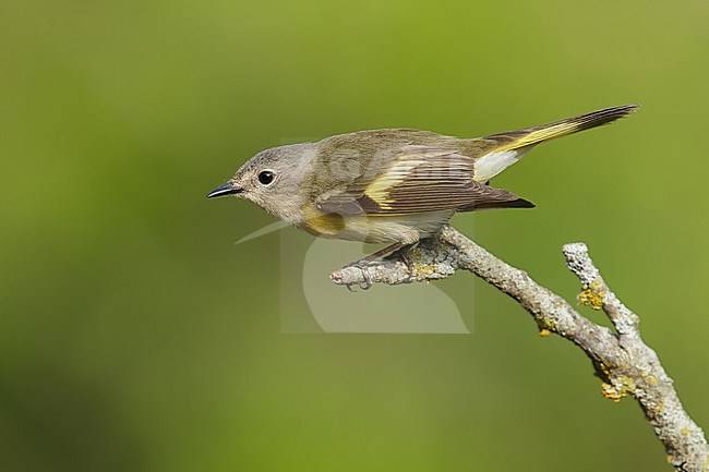 Vrouwtje Amerikaanse Roodstaart, Female American Redstart stock-image by Agami/Brian E Small,