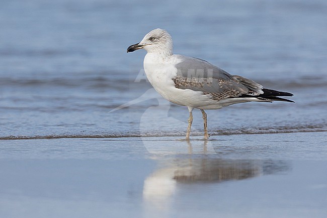 Yellow-legged Gull (Larus michahellis), side view of a second winter individual standing on the shore, Campania, Italy stock-image by Agami/Saverio Gatto,