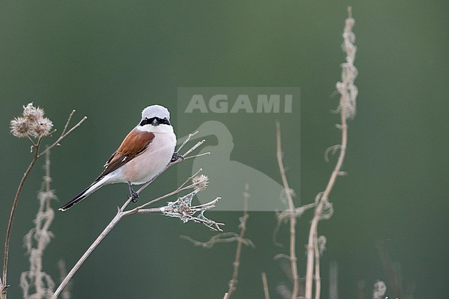 Red-backed Shrike - Neuntöter - Lanius collurio, Russia (Ural), adult male stock-image by Agami/Ralph Martin,