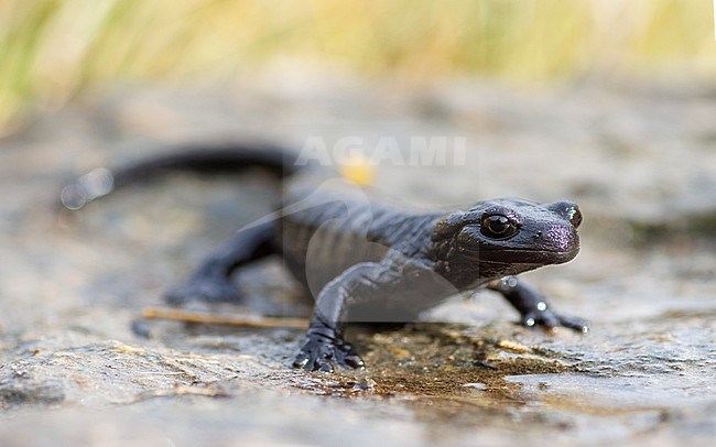 Lanza’s (Alpine) Salamander (Salamandra lanzai ) taken the 13/09/2022 at Ristolas - France. stock-image by Agami/Nicolas Bastide,