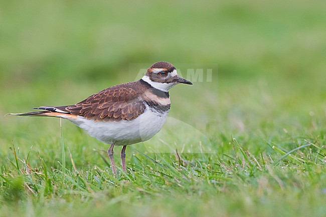 Killdeerplevier, Killdeer stock-image by Agami/David Monticelli,