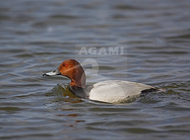 Mannetje Tafeleend zwemmend; Male Common Pochard swimming stock-image by Agami/Markus Varesvuo,