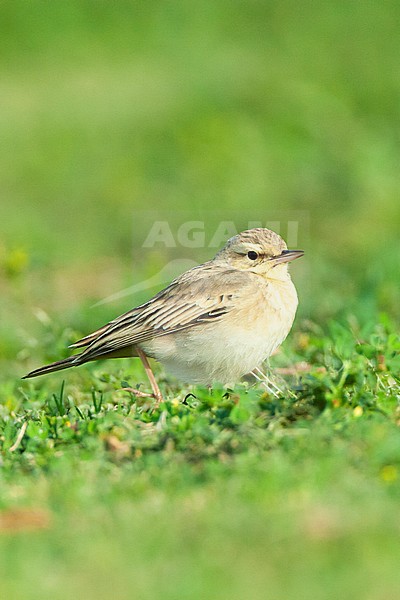 Adult Tawny Pipit (Anthus campestris) during spring migration in a citypark in Eilat, Israel. stock-image by Agami/Marc Guyt,