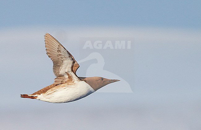 Guillemot (Uria aalge) Norway VardÃ¶ March 2016 stock-image by Agami/Markus Varesvuo,