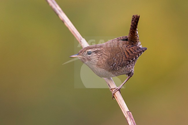 Winterkoning; Winter Wren stock-image by Agami/Daniele Occhiato,
