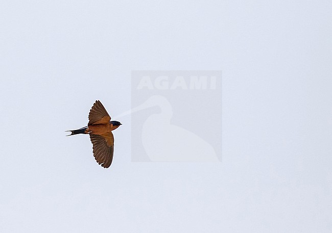 Black-and-rufous Swallow (Hirundo nigrorufa) in Angola. stock-image by Agami/Pete Morris,