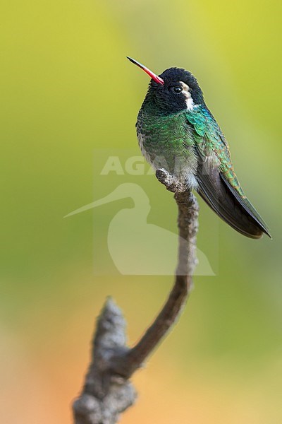 White-eared Hummingbird (Basilinna leucotis) in mexico stock-image by Agami/Dubi Shapiro,