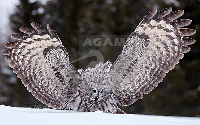 Great Grey Owl (Strix nebulosa) dring cold winter in taiga forest in northern Finland. Landing in the snow. stock-image by Agami/Markus Varesvuo,