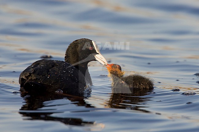 Meerkoet ouder met jong, Eurasian Coot adult with chick stock-image by Agami/Arie Ouwerkerk,