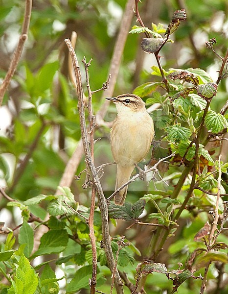 Sedge Warbler (Acrocephalus schoenobaenus) perched in the reed with legs wide stock-image by Agami/Roy de Haas,