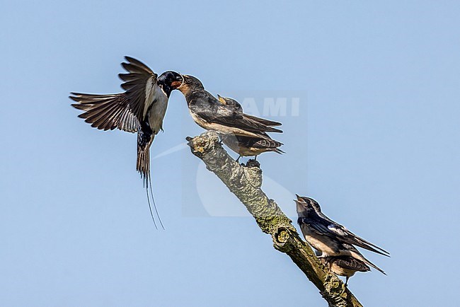 Barn Swallow feeds fledgelings stock-image by Agami/Onno Wildschut,