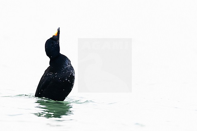  stock-image by Agami/Menno van Duijn,