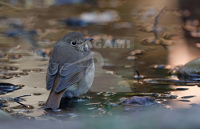 Hermit Thrush, Catharus guttatus, at Cape May, New Jersey, USA stock-image by Agami/Helge Sorensen,