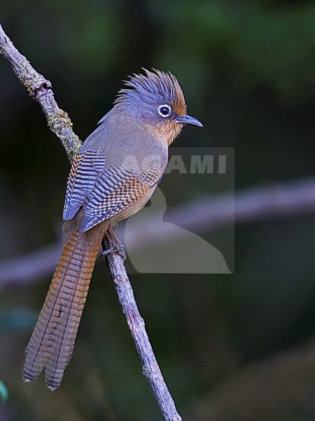 Brilstreepvleugel op tak, Spectacled Barwing on branch stock-image by Agami/Alex Vargas,