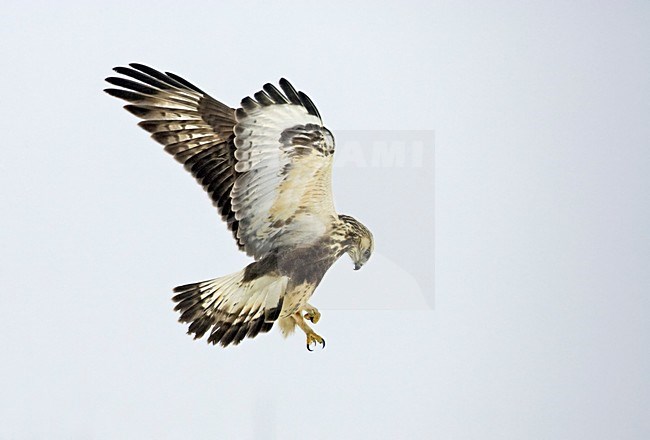 Ruigpootbuizerd in vlucht, Rough-legged Buzzard in flight stock-image by Agami/Markus Varesvuo,
