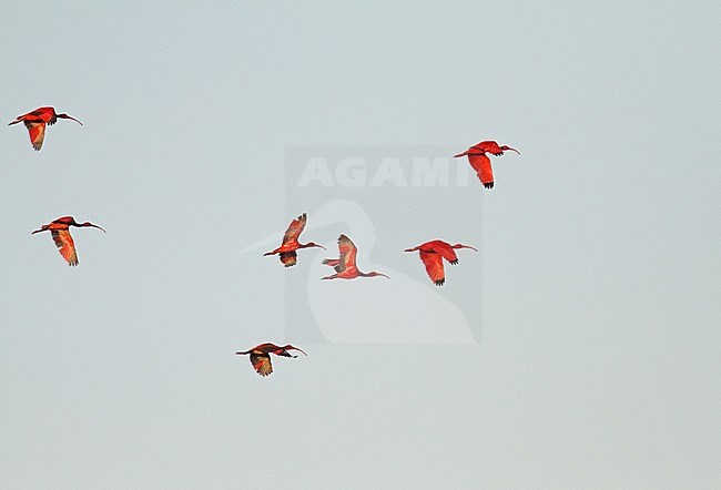Flock of Scarlet Ibises (Eudocimus ruber) on the Lesser Antilles in the Caribbean. stock-image by Agami/Pete Morris,