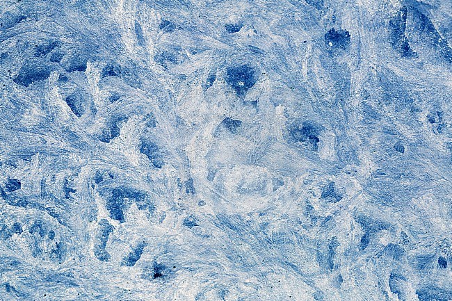 IJskristallen, Ice crystals stock-image by Agami/Wil Leurs,