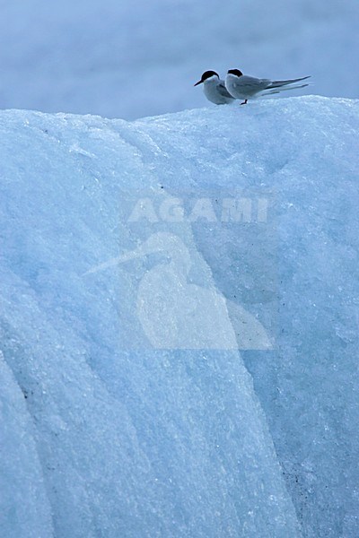 Noordse Stern zittend op ijs; Arctic Tern perched on ice stock-image by Agami/Menno van Duijn,