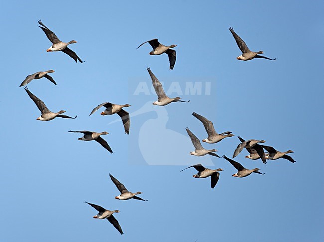 Bean Goose (Anser fabalis)Liminka Finland Apil 2005 stock-image by Agami/Markus Varesvuo,