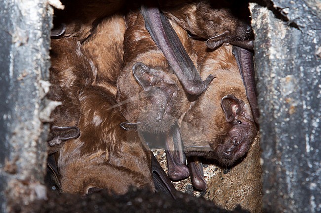 Rosse vleermuis in vleermuiskast, Noctule Bat in batbox stock-image by Agami/Theo Douma,