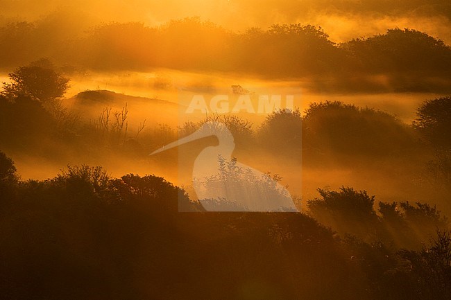 Uitzicht over mistige duinen tijdens zonsopkomst; Overview of misty dunes at sunrise stock-image by Agami/Menno van Duijn,