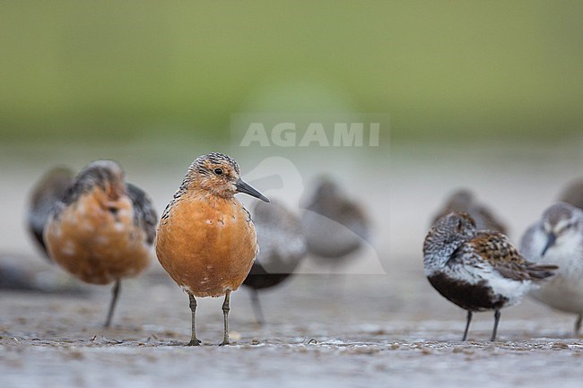 Adult Red Knot (Calidris canutus) in breeding plumage in the German Wadden Sea. Standing on mud flat at a high tide wader roost with several sleeping Dunlins. stock-image by Agami/Ralph Martin,