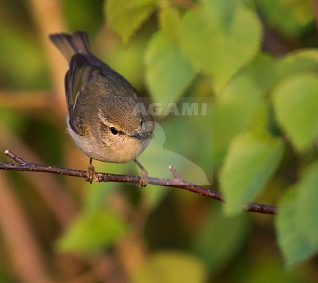 Two-barred Warbler (Phylloscopus plumbeitarsus), Russia (Baikal) adult stock-image by Agami/Ralph Martin,