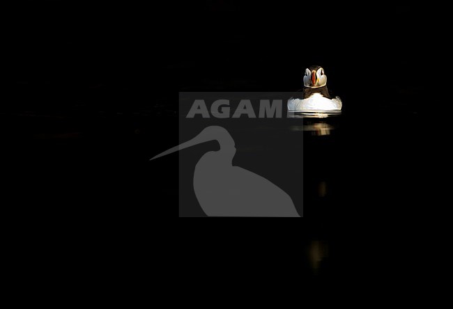 Papegaaiduiker zwemmend, Atlantic Puffin swimming stock-image by Agami/Danny Green,