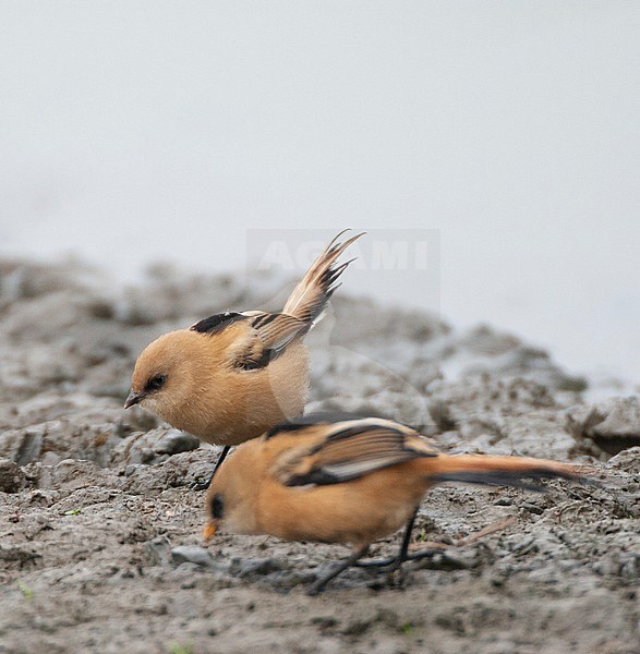 Juvenile female Bearded Reedling (Panurus biarmicus), with juv male in foreground, foraging on muddy ground in the Flevopolder in the Netherlands. stock-image by Agami/Marc Guyt,