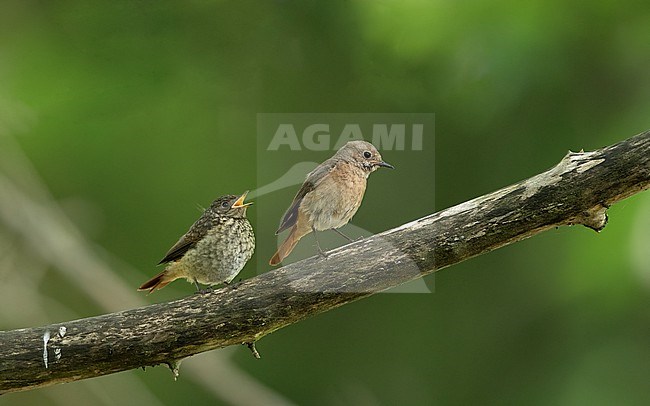 Adult female Common Redstart (Phoenicurus phoenicurus phoenicurus) feeding a chick on a branch at North Zealand, Denmark stock-image by Agami/Helge Sorensen,