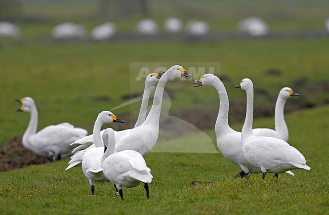 Groep Kleine Zwanen in weiland; Group of Bewicks Swans in meadow stock-image by Agami/Hans Gebuis,