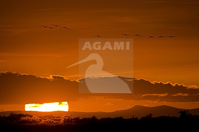 Flamingo in vlucht; Greater Flamingo in flight stock-image by Agami/Menno van Duijn,