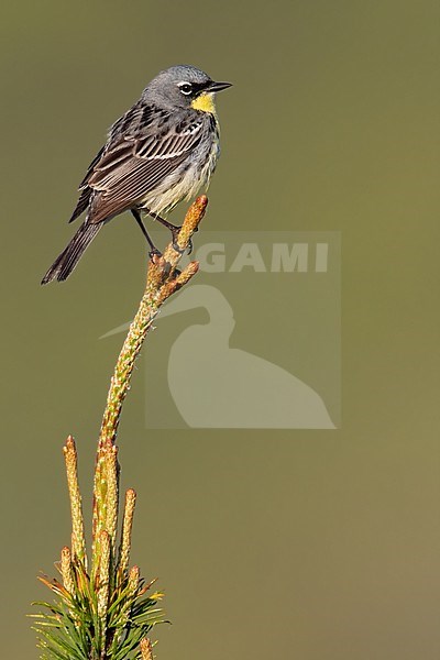 Kirtland's Warbler (Setophaga kirtlandii) adult male perched on a branch stock-image by Agami/Dubi Shapiro,