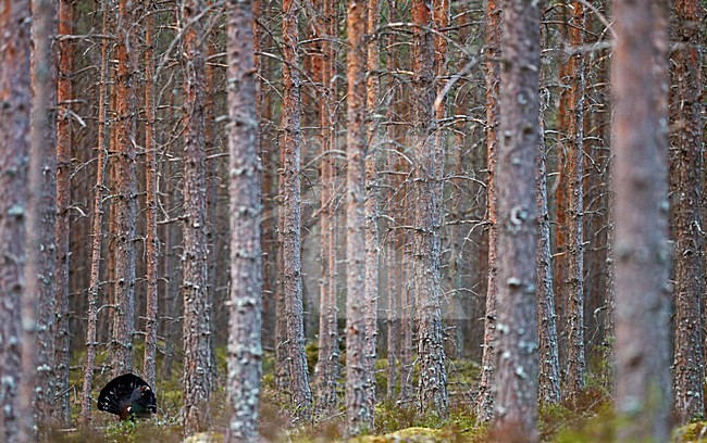 Baltsend mannetje Auerhoen; Male Western Capercaillie in display stock-image by Agami/Markus Varesvuo,
