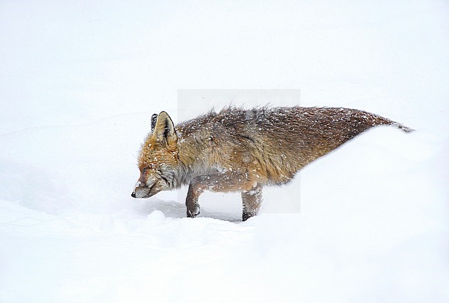 Red Fox (Vulpes vulpes) walking in the snow in Italy during cold winter. stock-image by Agami/Alain Ghignone,