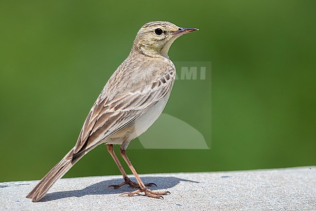 Tawny Pipit (Anthus campestris), side view of an adult standing, Abruzzo, Italy stock-image by Agami/Saverio Gatto,
