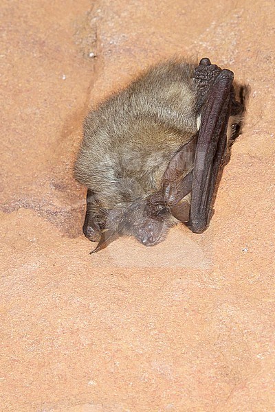 Grey Long-eared Bat hibernating in a batcave stock-image by Agami/Theo Douma,