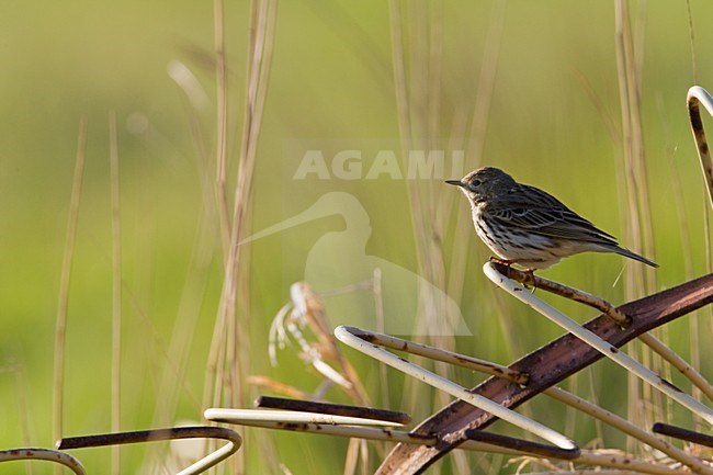 Graspieper zittend Nederland, Meadow pipit perched Netherlands stock-image by Agami/Wil Leurs,
