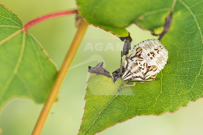 Carpocoris purpureipennis - Purpur-Fruchtwanze, Italy, imago stock-image by Agami/Ralph Martin,