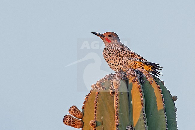 Gilded Flicker, Colaptes chrysoides, in Western Mexico. stock-image by Agami/Pete Morris,