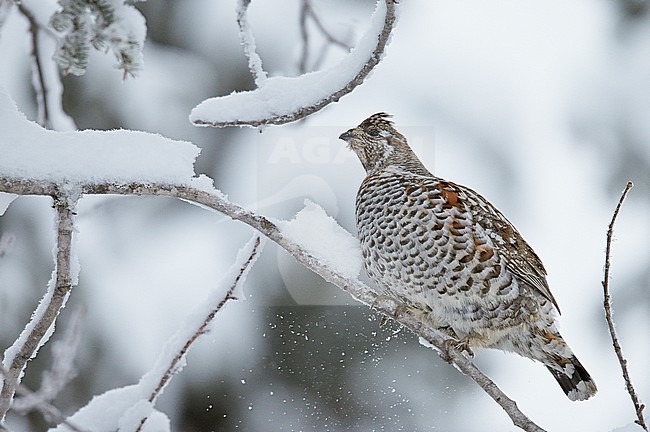 Hazelhoen foeragerend in de sneeuw, Hazel Grouse foraging in the snow stock-image by Agami/Markus Varesvuo,