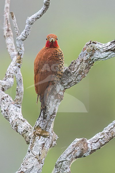 Cinnamon Woodpecker (Celeus loricatus) perched on a branch in Panama. stock-image by Agami/Glenn Bartley,