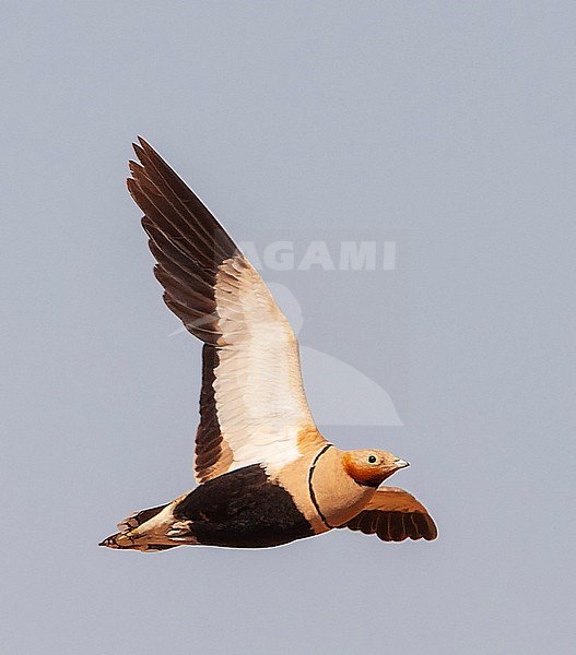 Black-bellied Sandgrouse (Pterocles orientalis) in the steppes near Belchite in Spain. stock-image by Agami/Marc Guyt,