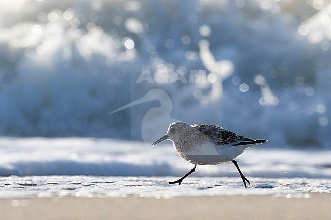 A backlit Sanderling (Calidris alba) runs along the shores where it feeds stock-image by Agami/Jacob Garvelink,