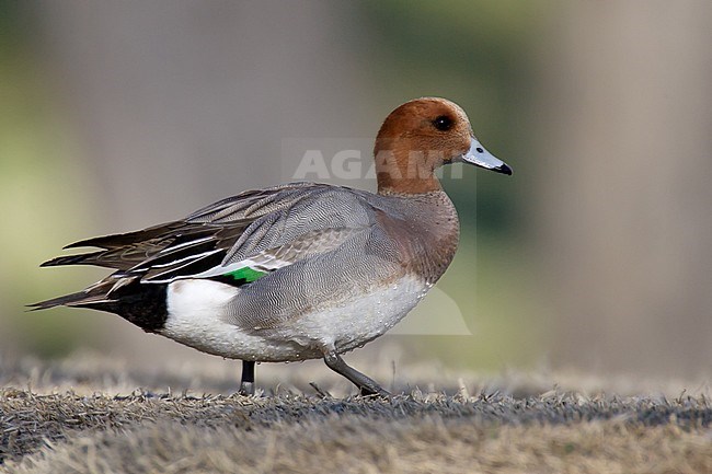 Adult male 
Mono Co., CA
March 2005 stock-image by Agami/Brian E Small,