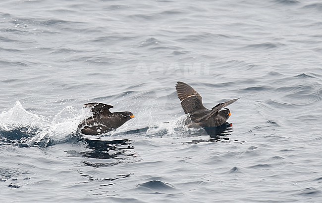 Crested Auklet, Aethia cristatella, in the Yankicha caldera, Kuril Islands chain, in the Sea of Okhotsk, Russia. stock-image by Agami/Laurens Steijn,