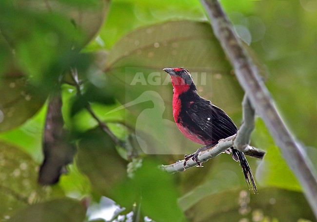 Rosy Thrush-tanager, Rhodinocichla rosea stock-image by Agami/Greg & Yvonne Dean,
