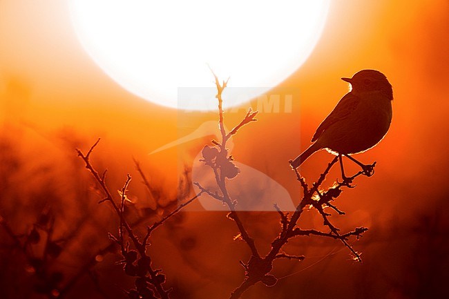 European Stonechat (Saxicola rubicola) in Italy. stock-image by Agami/Daniele Occhiato,