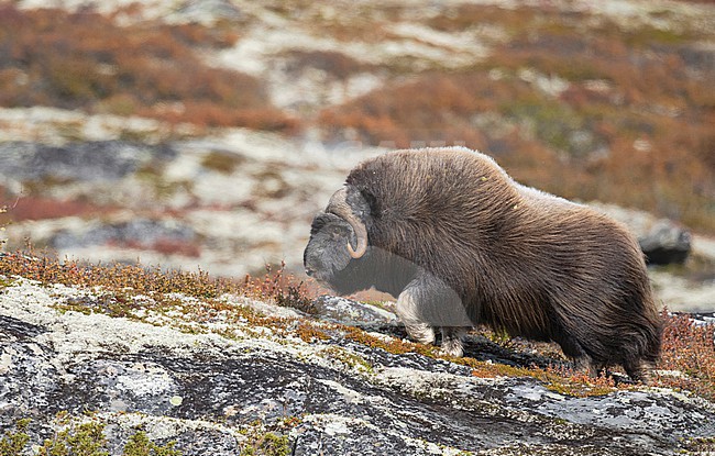 Muskox (Ovibos moschatus) in the Dovrefjell in Norway. An Arctic hoofed mammal of the family Bovidae introduced in parts of Scandinavia. stock-image by Agami/Alain Ghignone,