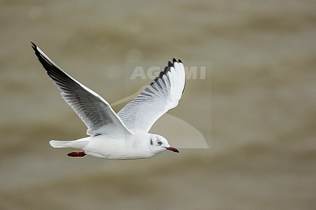  stock-image by Agami/Menno van Duijn,